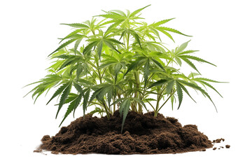 Transparent Cannabis Plant Image &ndash; Isolated Green Marijuana Plant on Transparent Background, Perfect for Medical, Recreational, and Botanical Use. Ideal for CBD, THC, Hemp Products, and Cannabis.