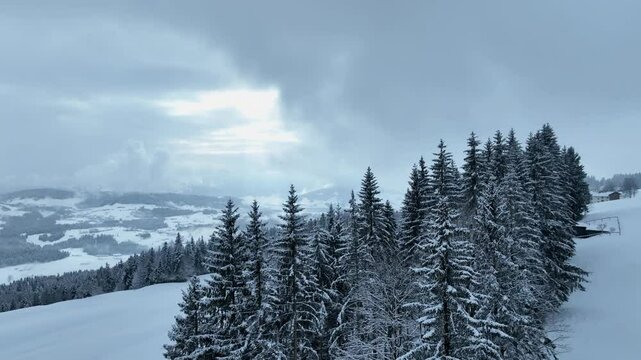 flight over a snowy spruce and fir forest landscape in the alpine landscape of the Bregenz Forest in  Vorarlberg next to Sulzberg, Austria