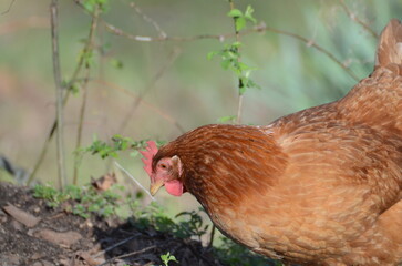 chicken in the grass