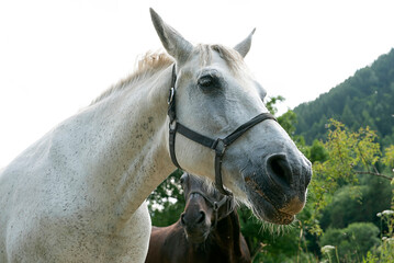 Cheval gros plan t&ecirc;te