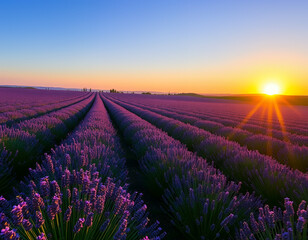 The vibrant purple lavender flowers create a breathtaking landscape as the sun sets over the field...