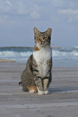 Tabby cat sitting on a wooden pier on the beach in summer. Cat sitting on a wooden pier by the sea.