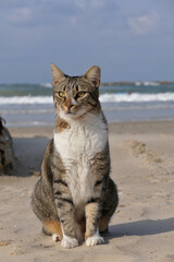 Cat sitting on the beach by the sea. Cute tabby cat sitting on the sand on the seashore