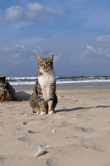 Obraz premium Cat sitting on the beach by the sea. Cute tabby cat sitting on the sand on the seashore