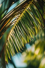 Close-up shot of a palm leaf against a bright blue sky