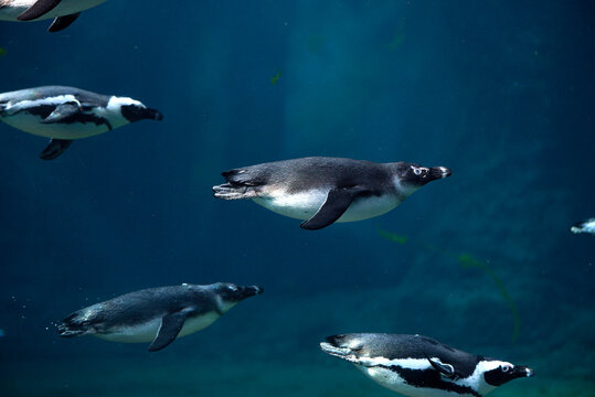 Diving penguin herd. Ocean underwater with marine animals. Sun rays passing through the water surface. High quality photo