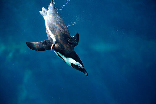 Close-up of penguin swimming undersea. High quality photo