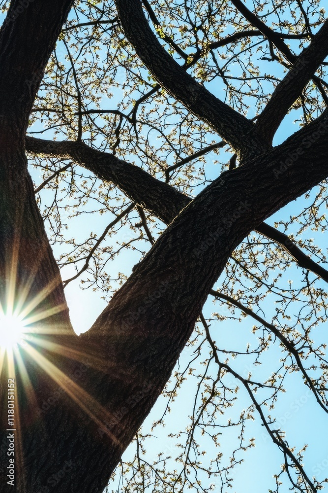 Poster Sunlight filters through the branches of a tree