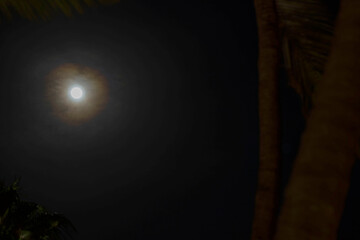 Full moon shining brightly in dark night sky with soft halo of clouds, partially framed by palm tree silhouette. Aruba.