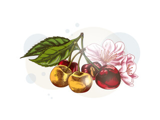 Cherry branch with berries, leaves and flower sketch, vector hand drawn ripe red and yellow fruit summer farm plant food