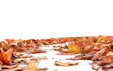 A Forest Trail Covered in Autumn Leaves Isolated on a White Background Isolated on Transparent Background PNG