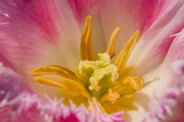 Naklejka premium close up of pink flower