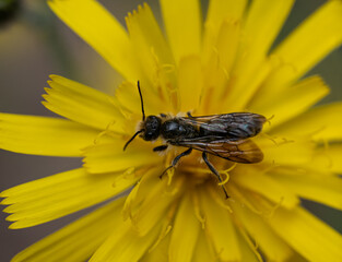 Scherenbiene (Chelostoma cf. florisomne), männlich, auf Habichtskraut