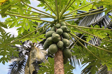A papaya tree with green papaya fruits developing on its stem