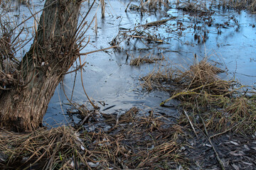 A tree on the river bank