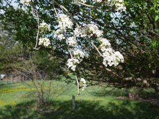 Chanticleer pear tree flowers, Colorado