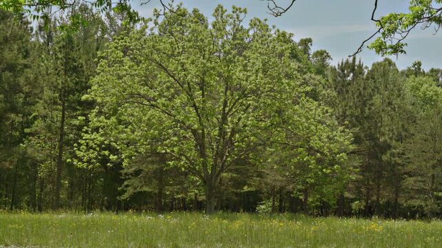 A beautifully shaped pecan tree, adorned in its early Spring bright green leaves, in a field with yellow and white wild flowers.