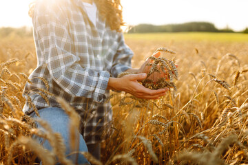 A woman farmer in a wheat field checks the harvest, quality. Agriculture food industry. Rich harvest.