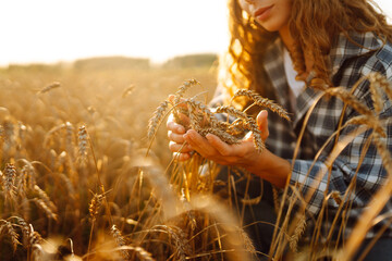 A woman farmer in a wheat field checks the harvest, quality. Agriculture food industry. Rich...