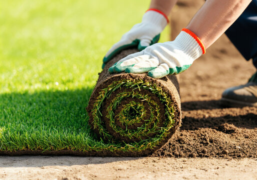 Gardener installing fresh sod roll in garden on sunny day
