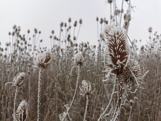 Frozen thistle 