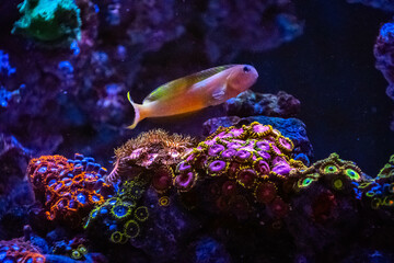 Ecsenius midas (Midas Blenny)