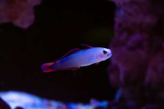 Nemateleotris decora (Purple Firefish)