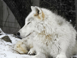 Obraz premium Arctic wolf keeping a watchful eye on her surroundings on a cold winter's day
