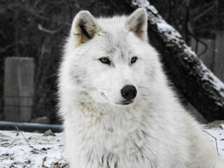 Arctic wolf keeping a watchful eye on her surroundings on a cold winter's day