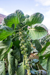 Brussels sprouts field. Agriculture concept.