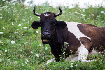 a cow on a pasture, a cow on a meadow