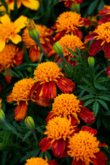 marigolds, marigolds in the garden, floral background