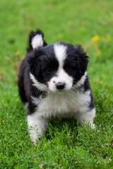 puppie on the street, little puppie