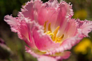 pink and yellow tulip