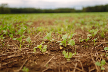 A beautiful field with rows of young plants of winter rape in the fall before leaving for the winter. Green Rapeseed field.