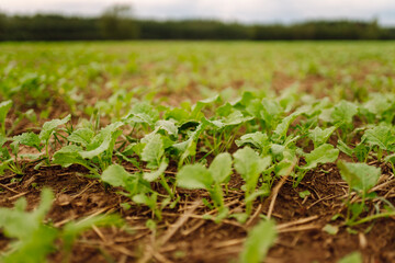 A beautiful field with rows of young plants of winter rape in the fall before leaving for the winter. Green Rapeseed field.
