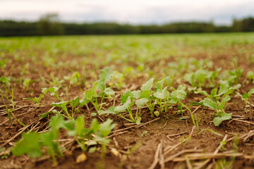 A beautiful field with rows of young plants of winter rape in the fall before leaving for the winter. Green Rapeseed field.