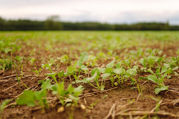 A beautiful field with rows of young plants of winter rape in the fall before leaving for the winter. Green Rapeseed field.