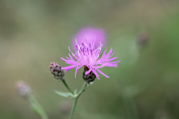 Spotted knapweed, Centaurea stoebe