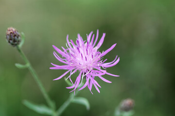 Spotted knapweed, Centaurea stoebe