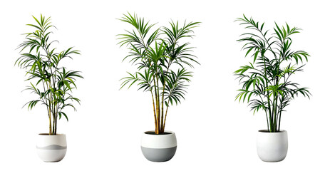 Collection of various bamboo palm plants in pots isolated on transparent background.