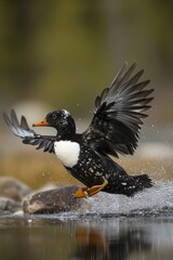 Obraz premium A black and white duck lands on the surface of calm water