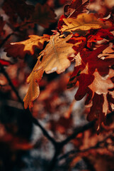 Hojas de roble en otoño antes de caer