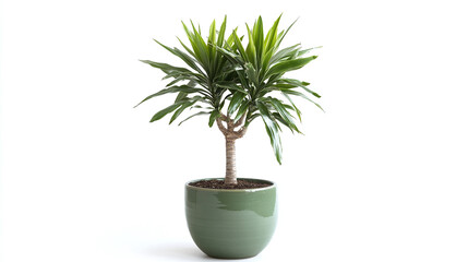 Fototapeta premium African giant yucca tree exotic plant in olive green pot isolated on a white background. green floral leaves, summer tropical jungle or hawaiian.