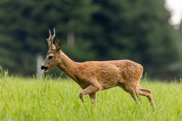 deer in the grass
