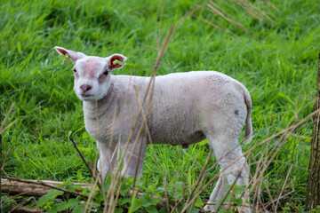 Fototapeta premium Young lamb on the meadows of the Zuidplaspolder