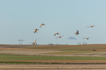 Great Bustards in flight in the cereal steppe. Otis tarda. Villafáfila Lagoons Nature Reserve,...