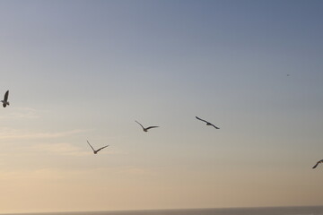 Birds in the Air 