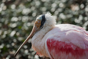 pink spoonbill on a lake