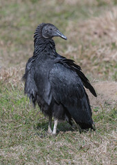 Black vulture sitting on a tree